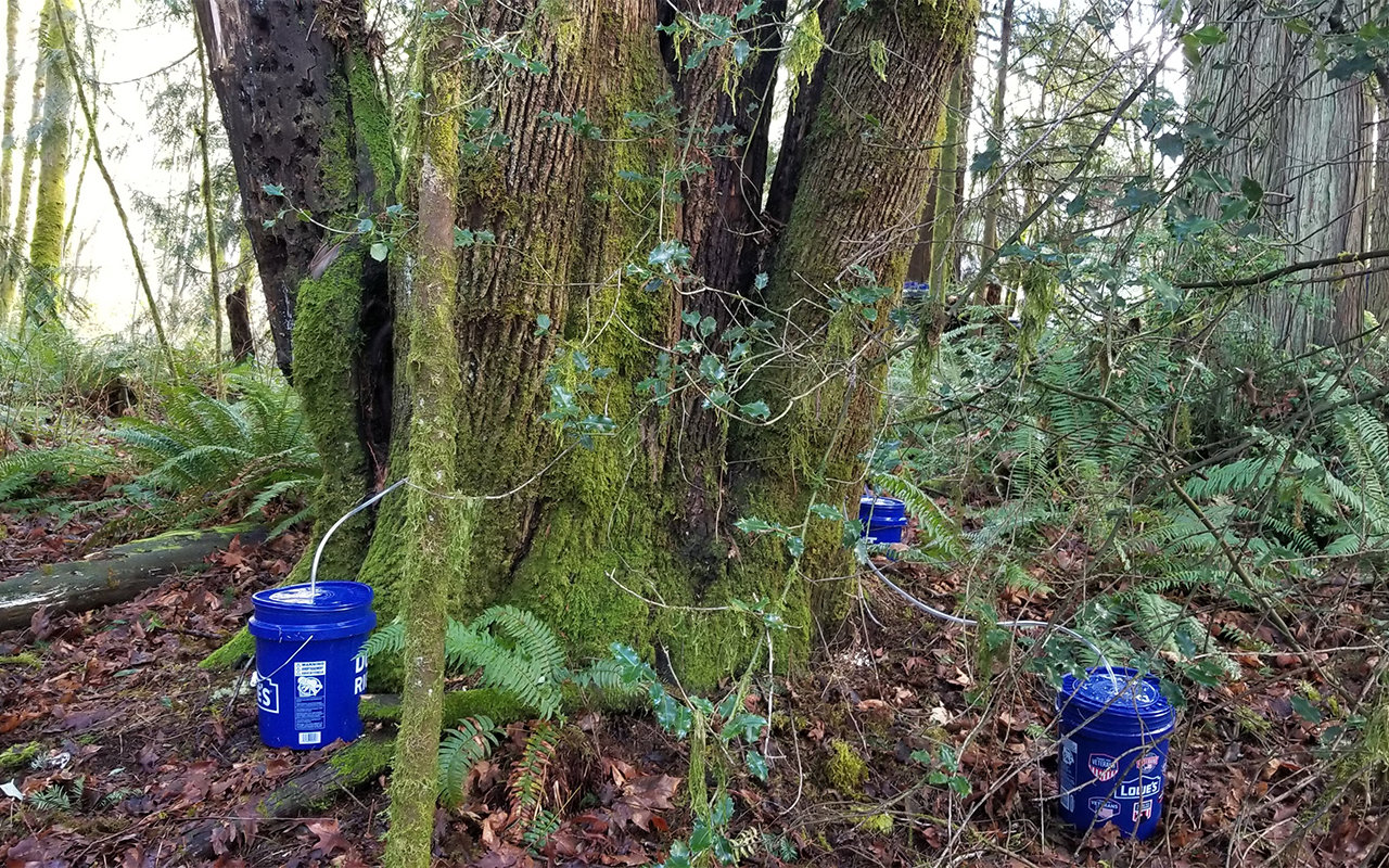 Multi-trunked maples are good tapping candidates.